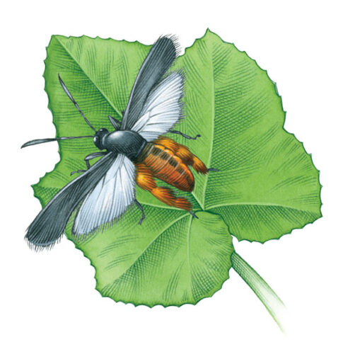 Organic Squash Vine Borer Control